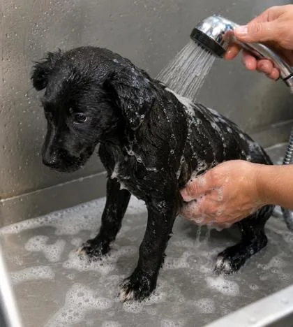 A young small-sized female Labrador Retriever dog named Leslie for adoption in Taylorsville, NC
