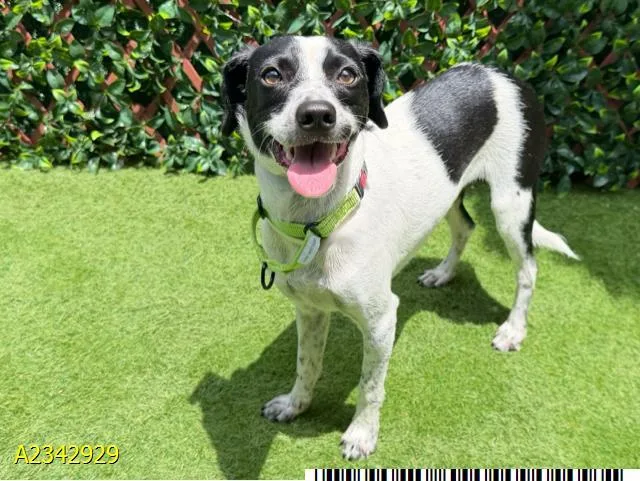 A young medium-sized male Mixed Breed dog named Riff Raff for adoption in West Palm Beach, FL