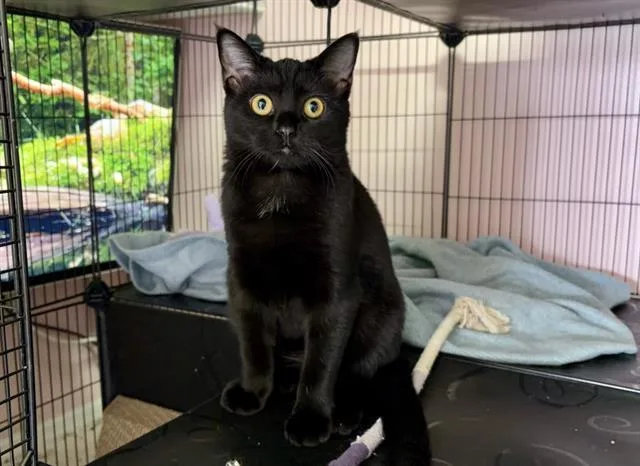A young small-sized female Domestic Short Hair cat named Pepper for adoption in Charlotte, NC