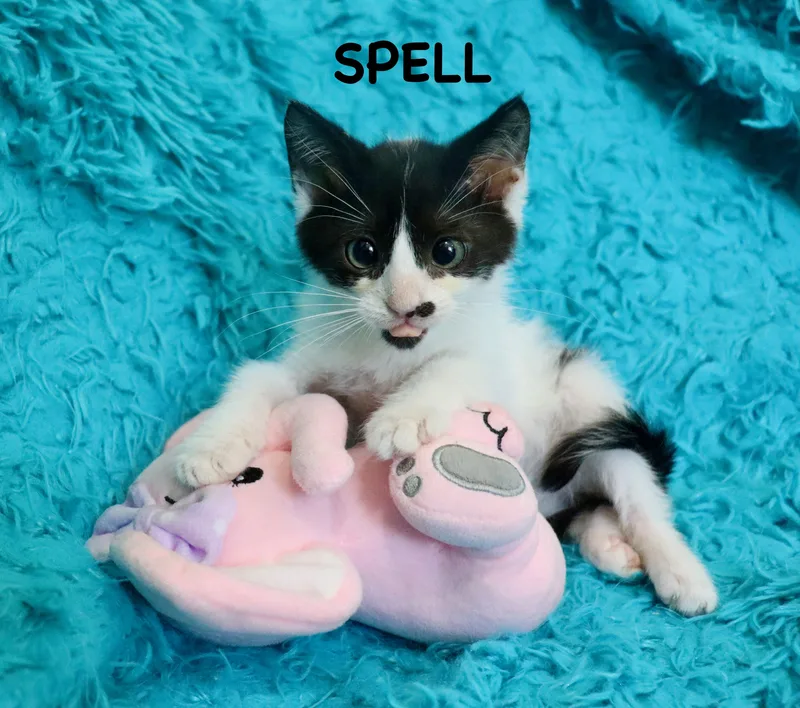 Spell