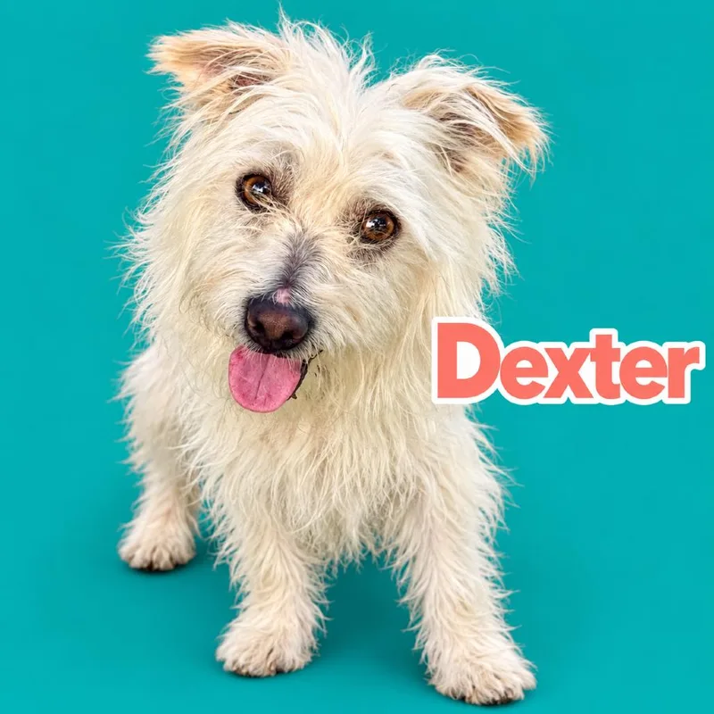 Dexter