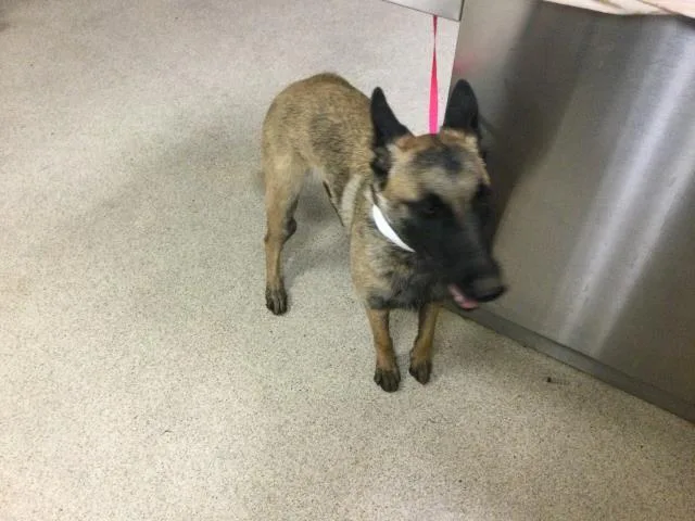 A young medium-sized female Belgian Shepherd / Malinois dog named Indigo for adoption in Riverside, CA