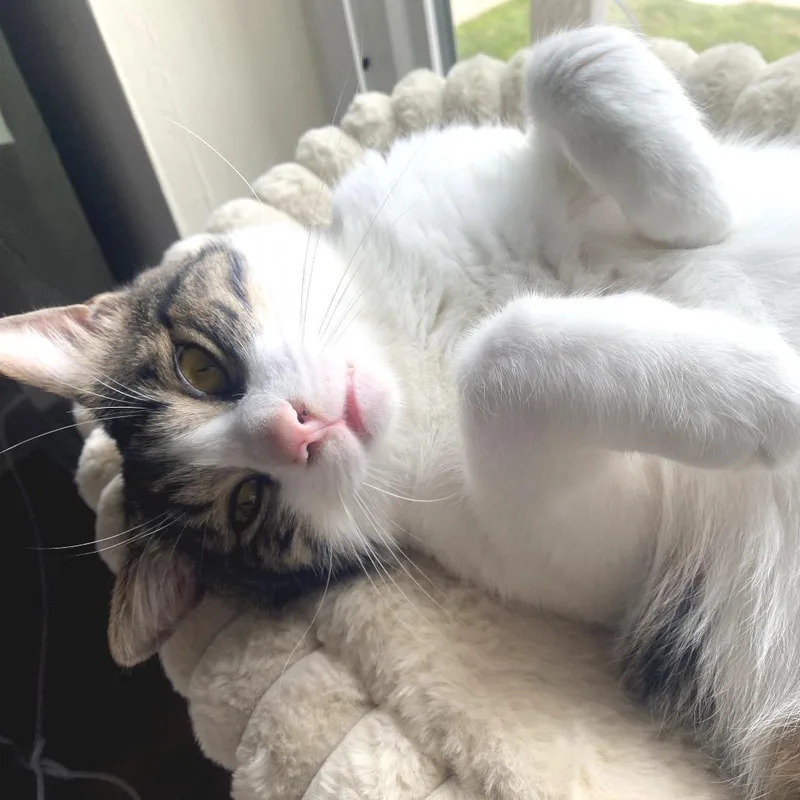 An adult large-sized male White Domestic Short Hair cat named Kevin for adoption in Gibsonia, PA