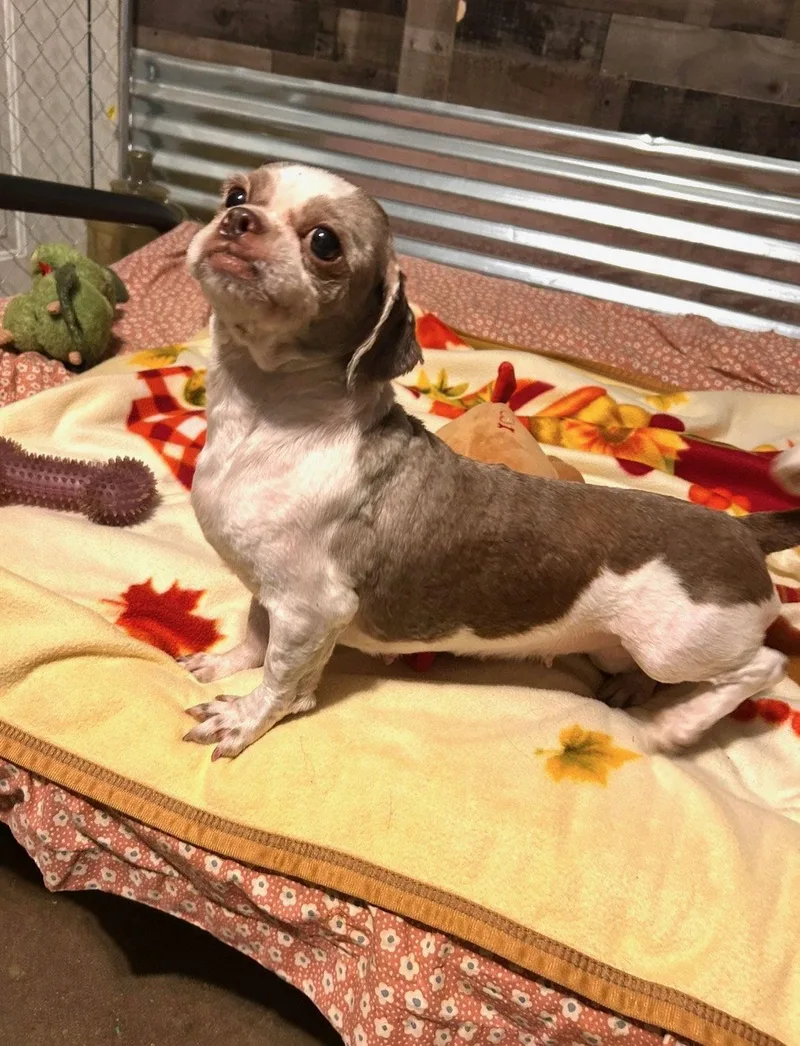 An adult small-sized female Shih Tzu dog named Layla Wright for adoption in Saunderstown, RI