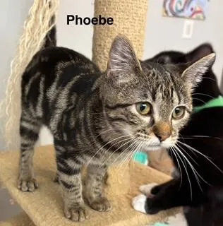 Phoebe