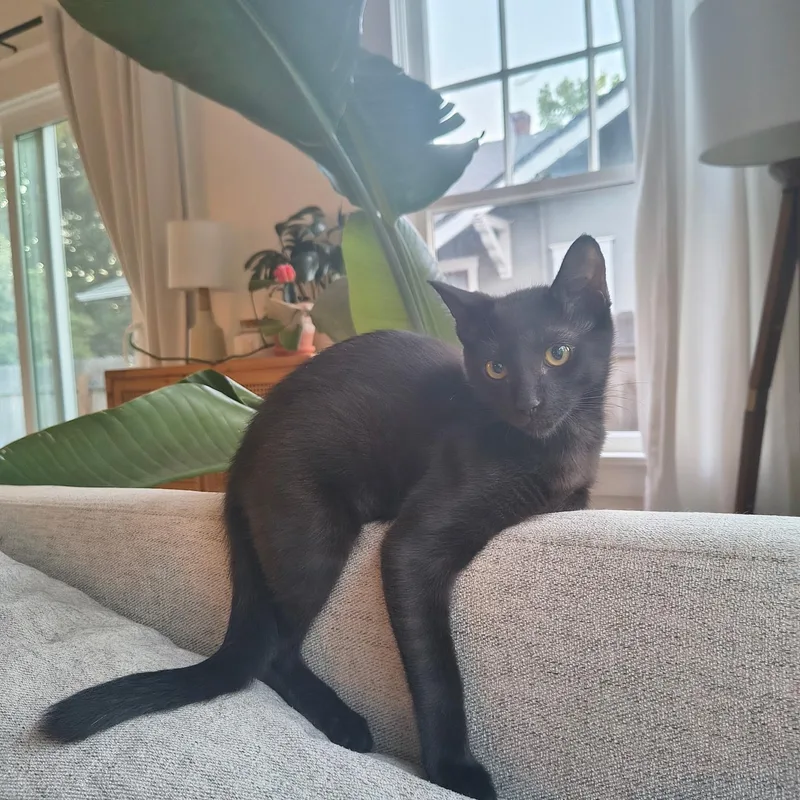 A baby medium-sized female Black Domestic Short Hair cat named Luna Lee for adoption in Silverton, OR