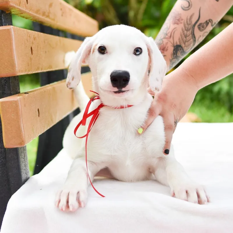 Snoopy