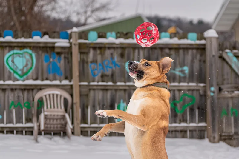 Hank Williams thumbnail 2