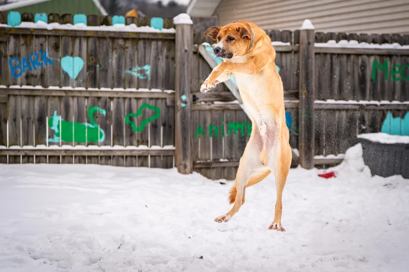 Hank Williams thumbnail 4