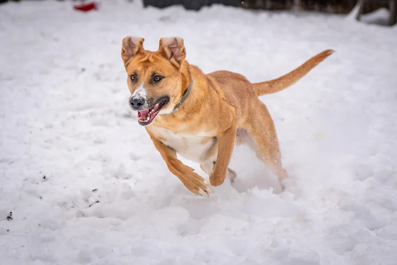 Hank Williams thumbnail 5