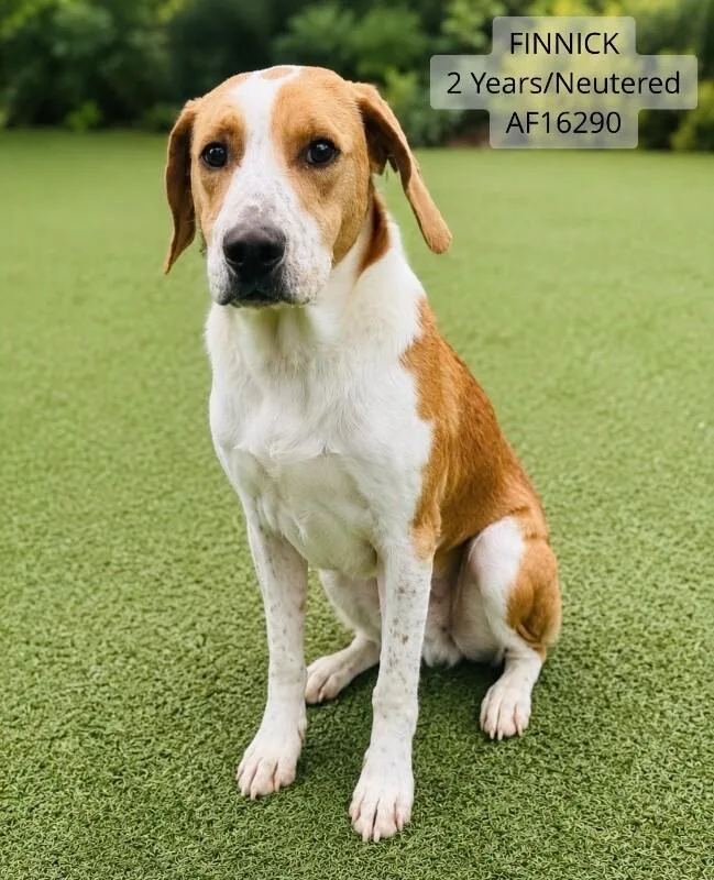 An adult large-sized male Yellow / Tan / Blond / Fawn Treeing Walker Coonhound dog named Finnick for adoption in Supply, NC