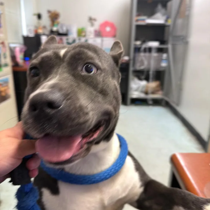 An adult medium-sized female Gray / Blue / Silver Pit Bull Terrier dog named Starlight for adoption in Philadelphia, PA