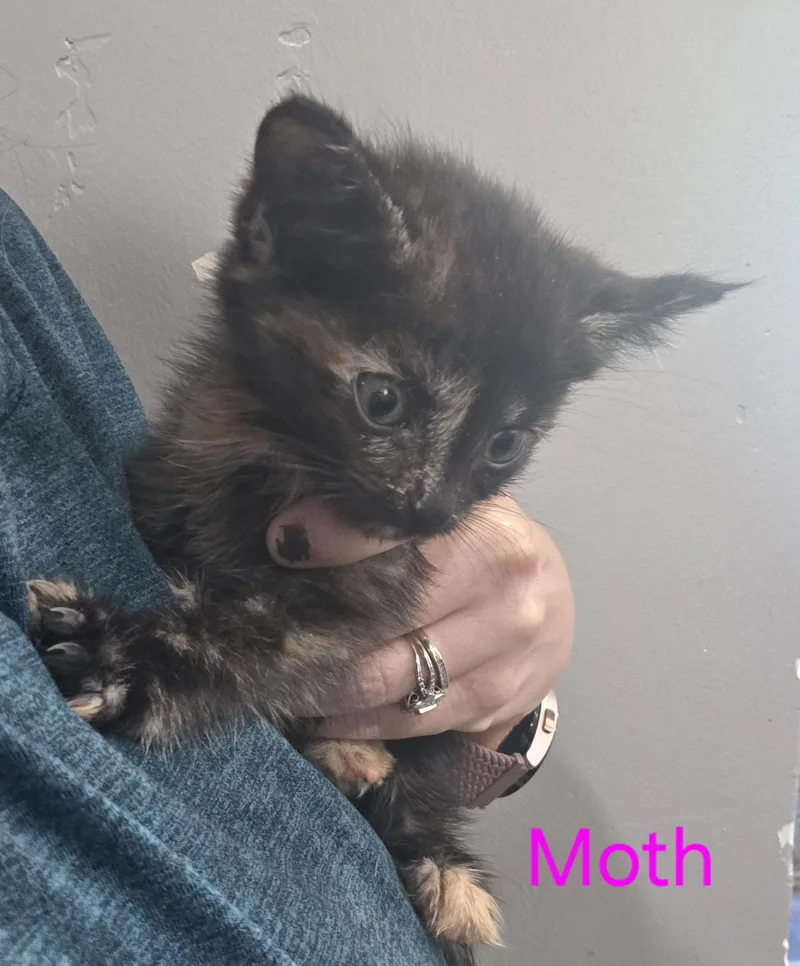 A baby small-sized female Domestic Short Hair cat named Moth for adoption in Heyburn, ID