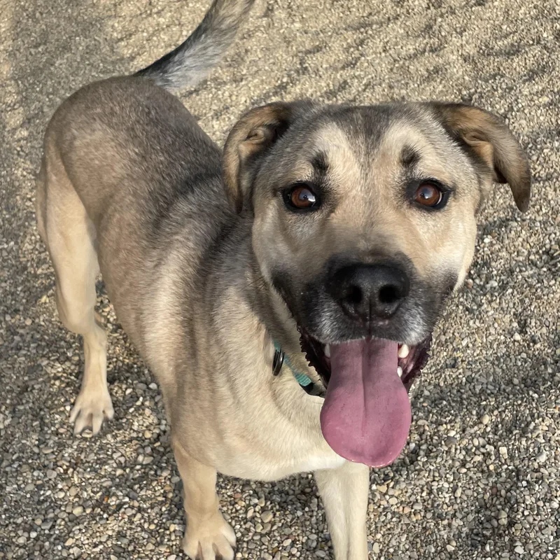 A young medium-sized male Bicolor German Shepherd Dog dog named Mark for adoption in Lacon, IL