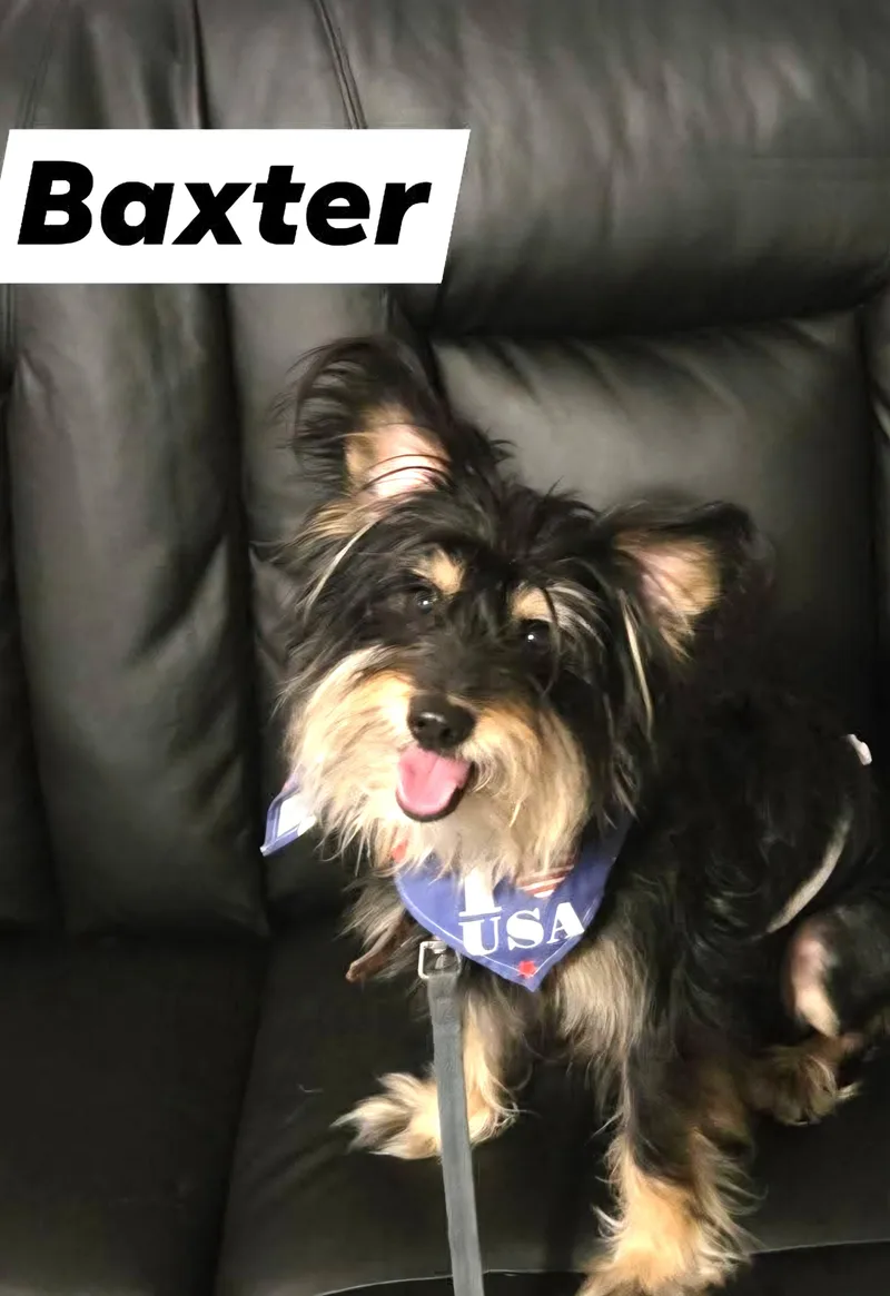 An adult small-sized male Black Yorkshire Terrier dog named Baxter for adoption in Oakdale, CA
