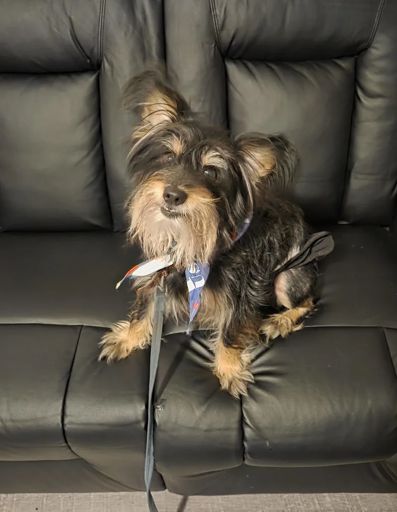 Baxter thumbnail 3
