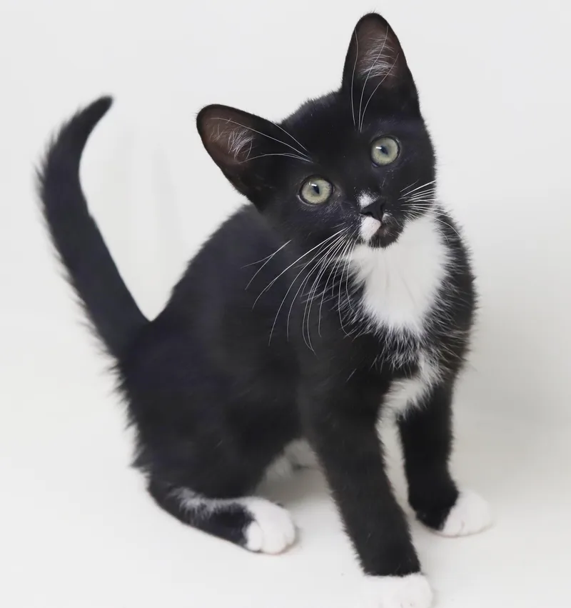 A baby small-sized male Tuxedo cat named Norman is a goofy for adoption in Bedford Hills, NY