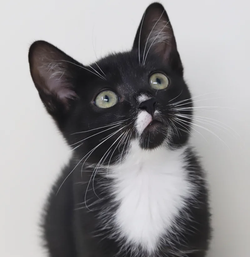 Norman is a goofy thumbnail 6