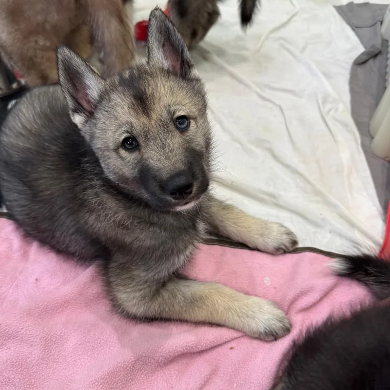 A baby medium-sized female Husky dog named Shana for adoption in Seminole, FL