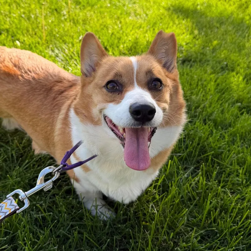 An adult small-sized female Yellow / Tan / Blond / Fawn Corgi dog named Shooky for adoption in DeKalb, IL