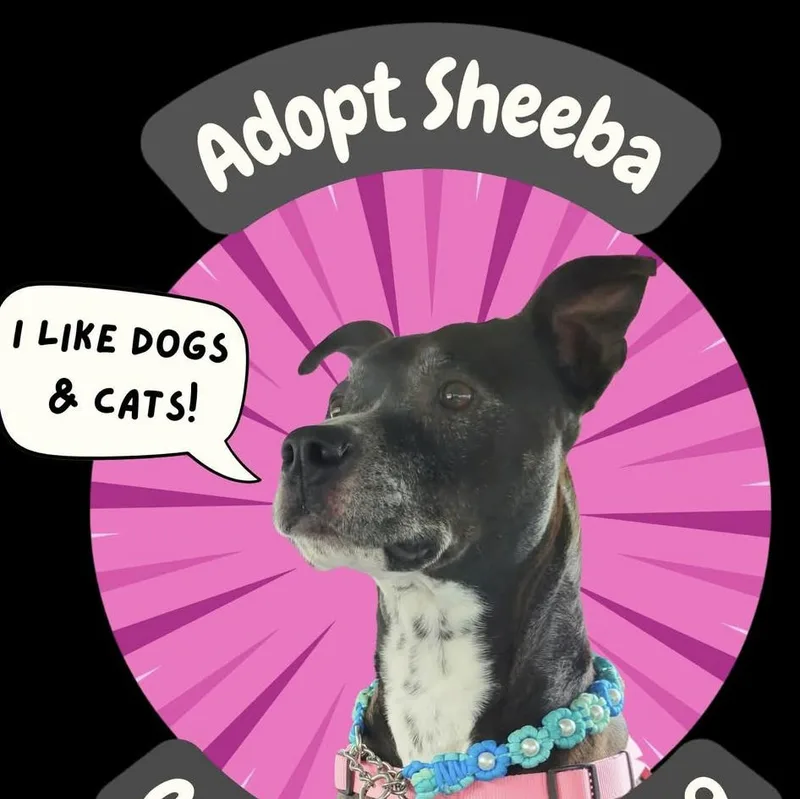 Sheeba thumbnail 2