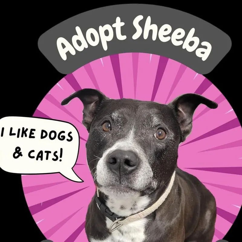 Sheeba thumbnail 4