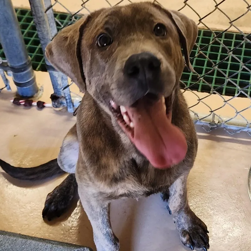 A baby medium-sized male Brindle Pit Bull Terrier dog named Dwayne for adoption in Danville, VA