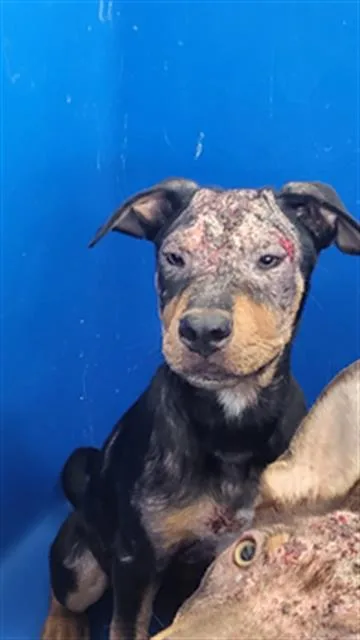 A baby medium-sized male Mixed Breed dog named Wrigley for adoption in Dallas, TX