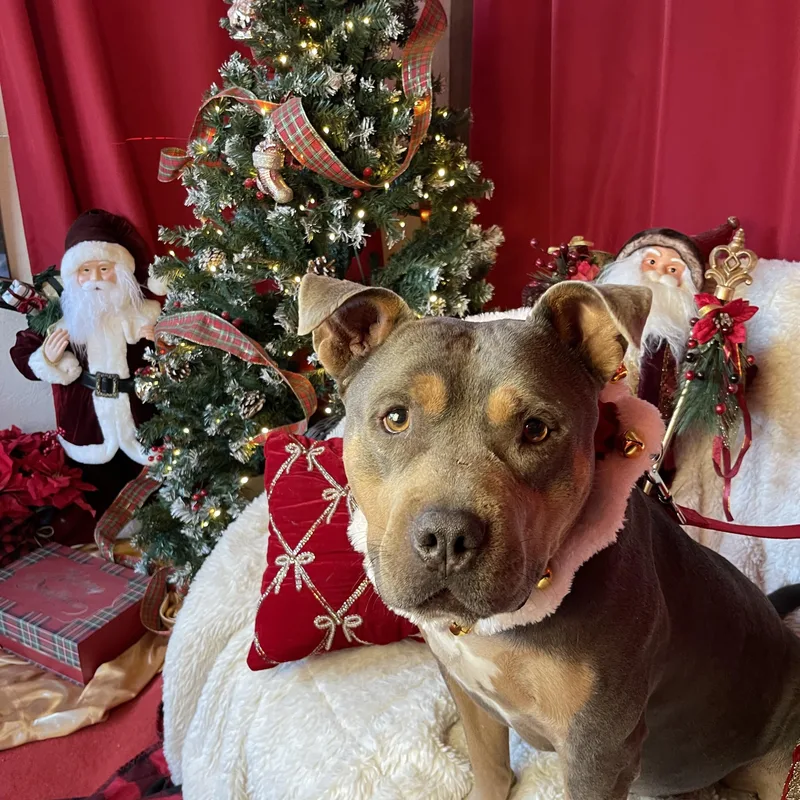 Chief  Staffordshire Bull thumbnail 2