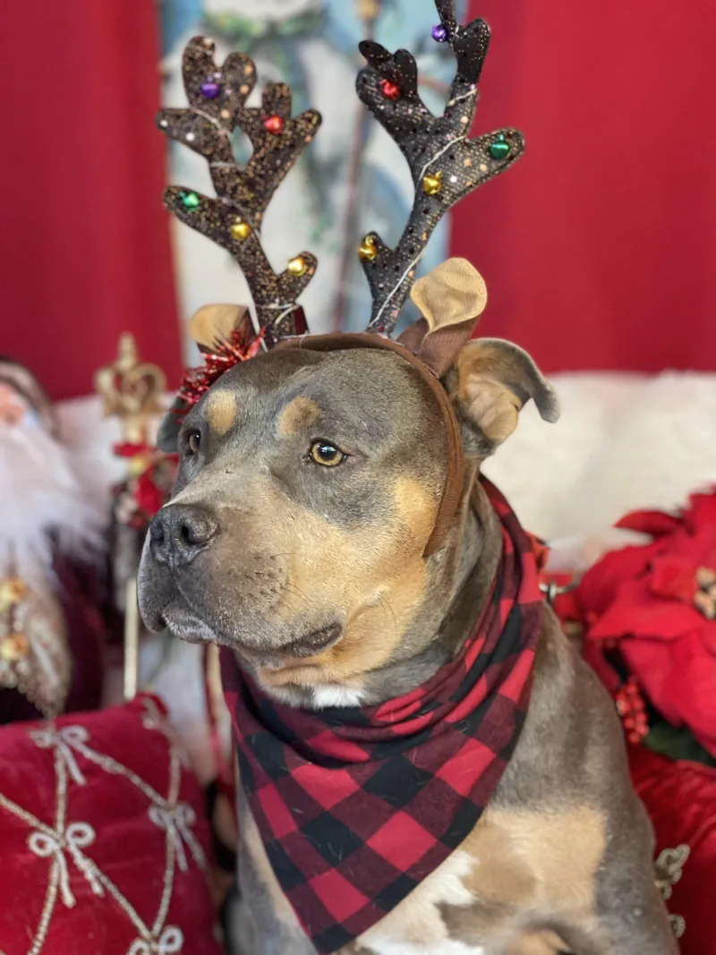 Chief  Staffordshire Bull thumbnail 3