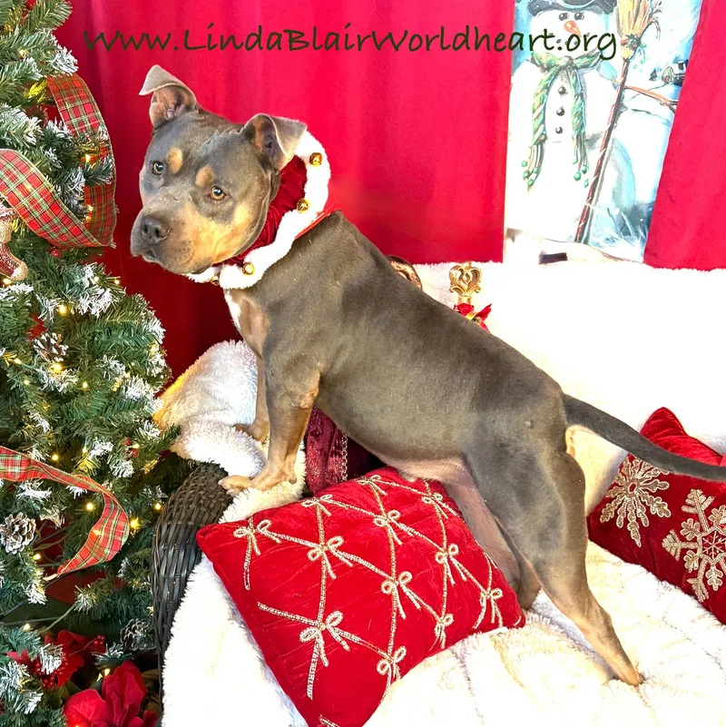 A young medium-sized male Gray / Blue / Silver Staffordshire Bull Terrier dog named Chief  Staffordshire Bull for adoption in Acton, CA