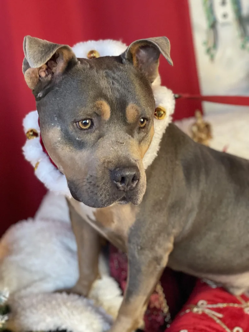 Chief  Staffordshire Bull thumbnail 4