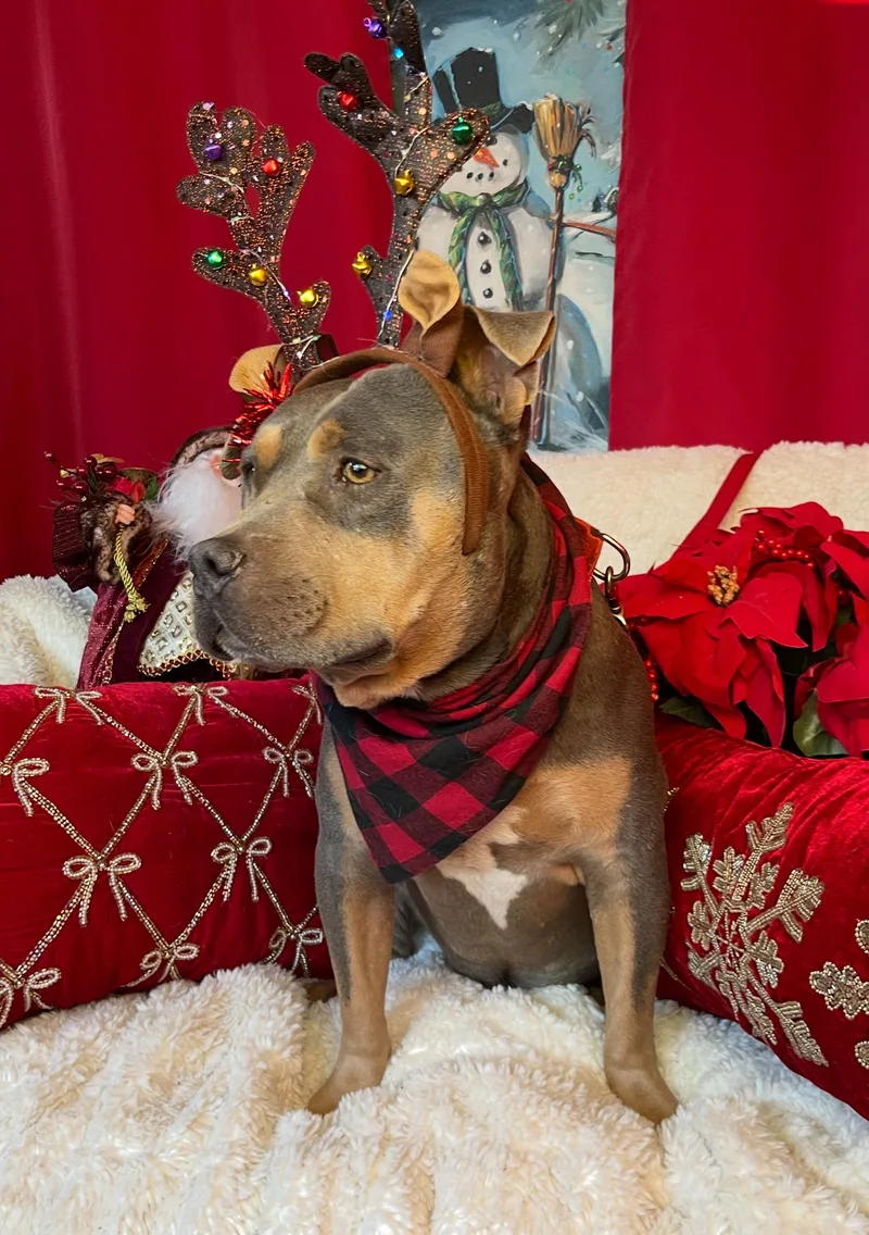 Chief  Staffordshire Bull thumbnail 5