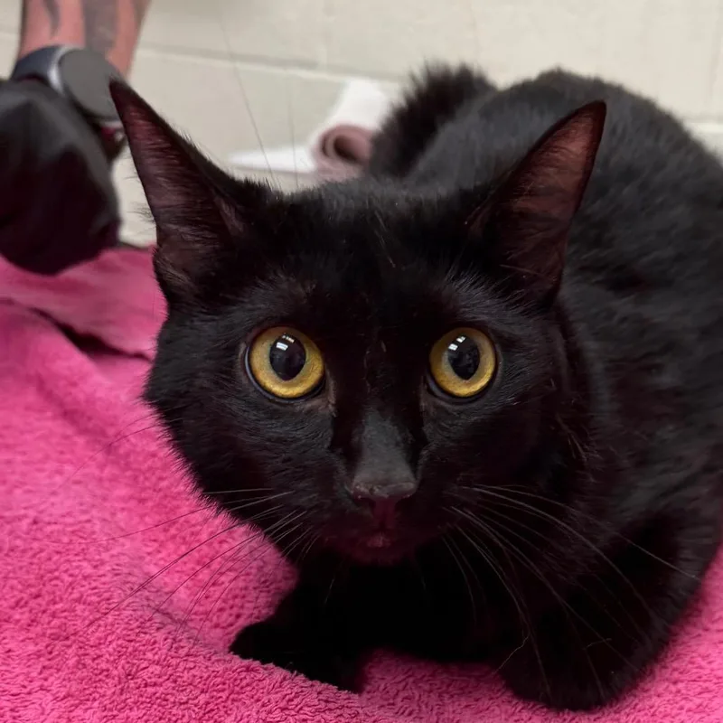 A young medium-sized female Domestic Short Hair cat named Celene for adoption in Murray, UT