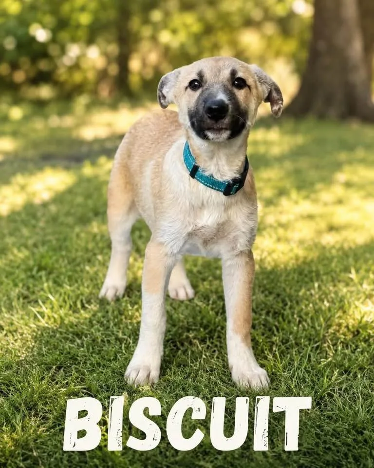 A baby large-sized male Black Mouth Cur dog named Biscuit for adoption in Allen, TX