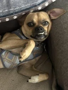 A young small-sized male Bicolor Pug dog named Bowser is a cuttie for adoption in Bedford Hills, NY