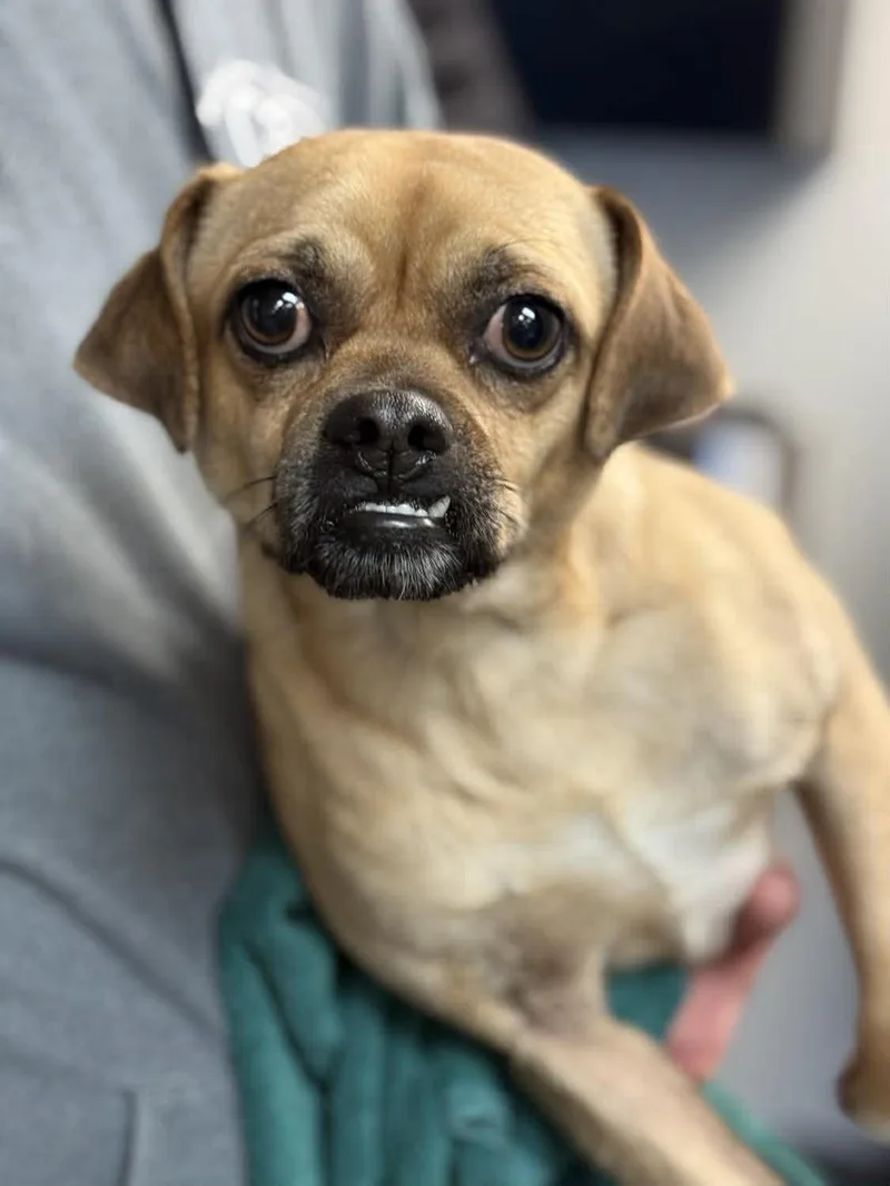 Bowser is a cuttie thumbnail 4