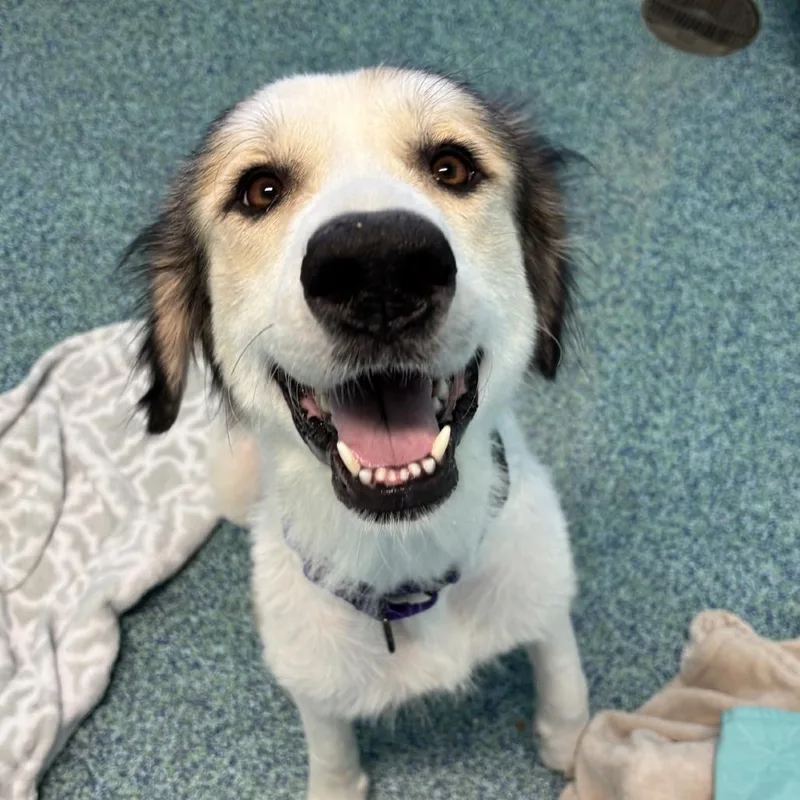A young large-sized female White / Cream Mixed Breed dog named Malibu for adoption in Naples, FL
