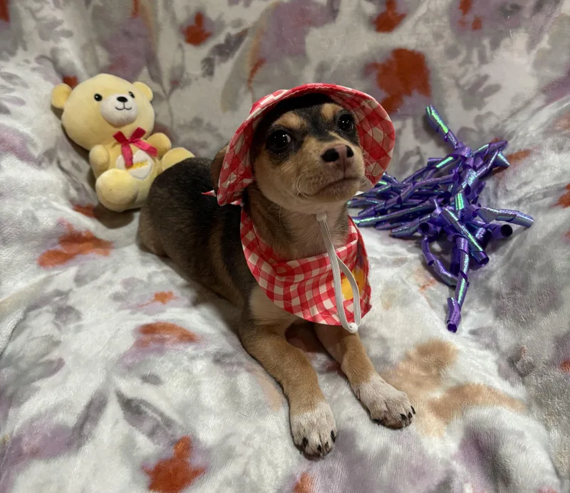 A baby small-sized female Brown / Chocolate Chihuahua dog named Callie for adoption in Corona, CA