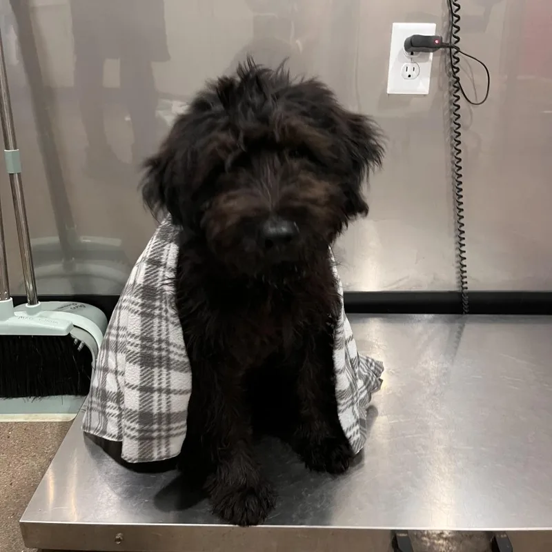 A baby medium-sized female Black Poodle dog named Poe Poe for adoption in Washburn, MO