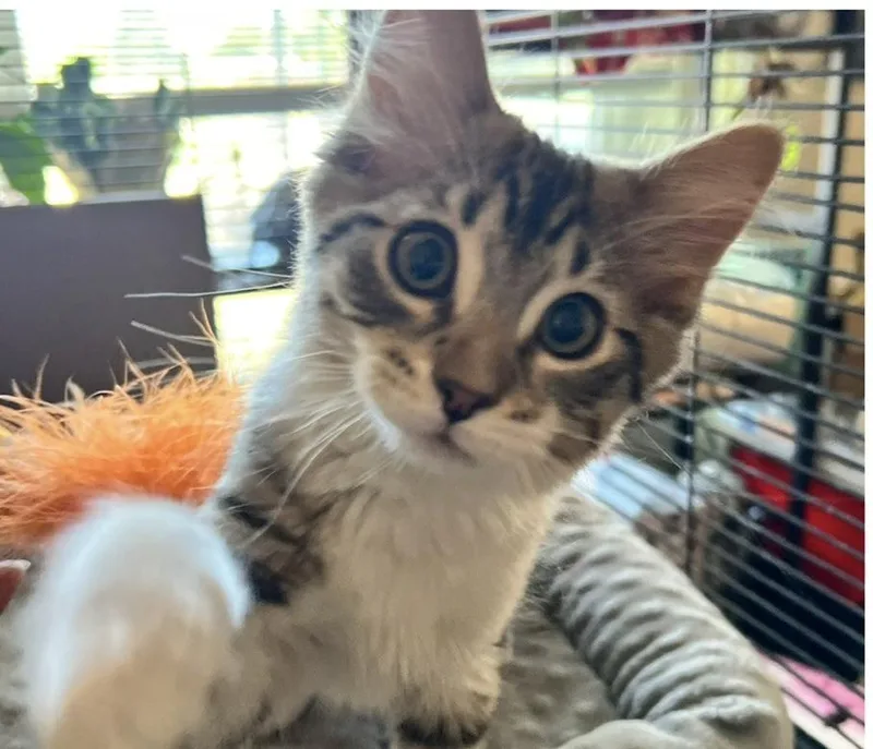 A baby medium-sized male Domestic Short Hair cat named Tater and Tot for adoption in Salt Lake City, UT