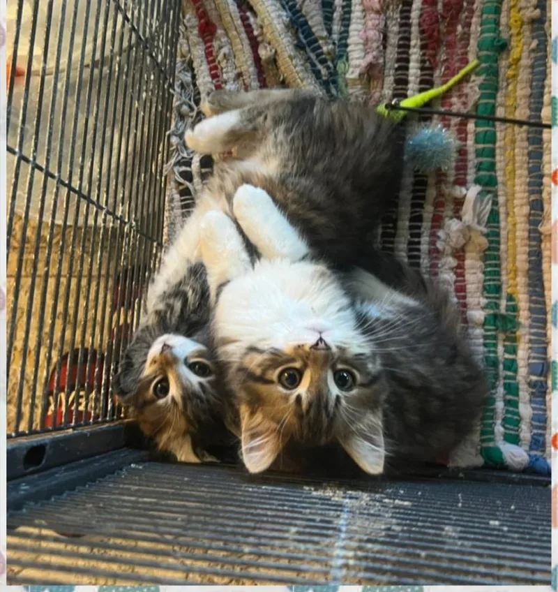 Tater and Tot thumbnail 2