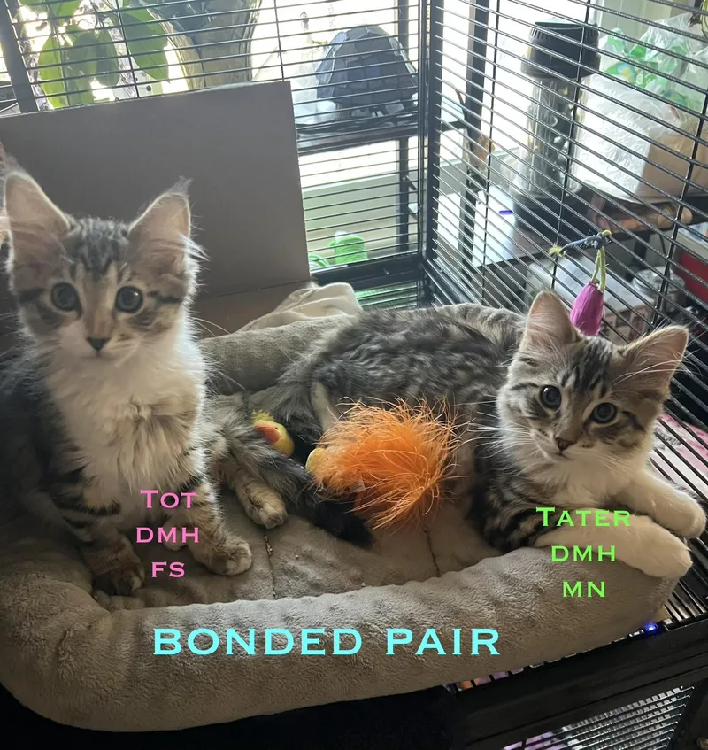 Tater and Tot thumbnail 3