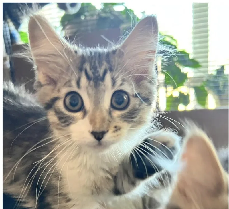 Tater and Tot thumbnail 4