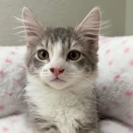 A baby small-sized female Tabby (Gray / Blue / Silver) Tabby cat named Daisy for adoption in Woodland Hills, CA