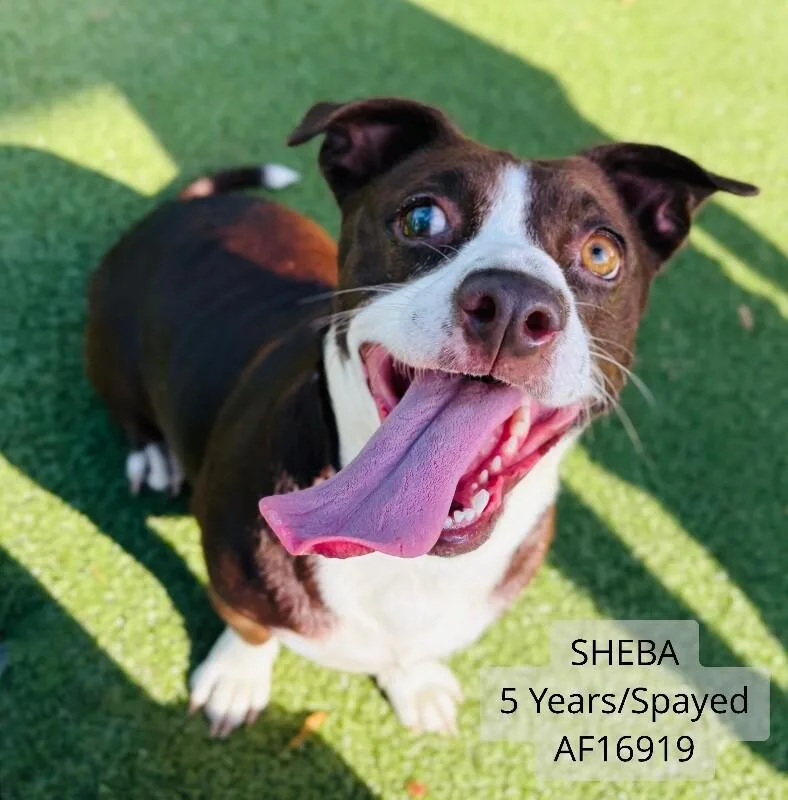 An adult medium-sized female Beagle dog named Sheba for adoption in Supply, NC