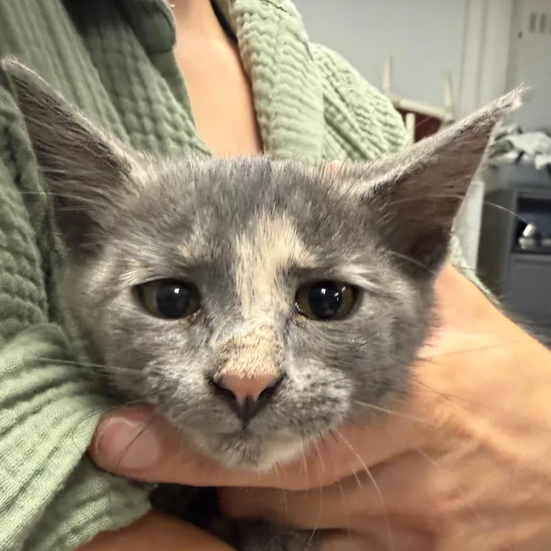A baby small-sized female Tortoiseshell Domestic Short Hair cat named SpritzerC for adoption in East Saint Louis, IL