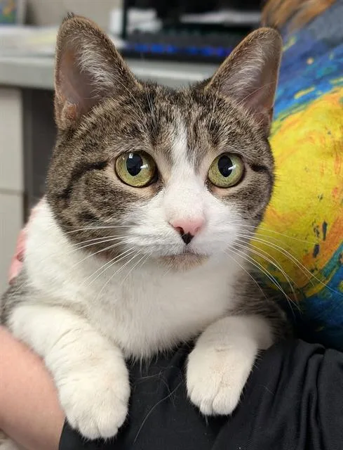 An adult medium-sized female Domestic Short Hair cat named Cray for adoption in Canfield, OH