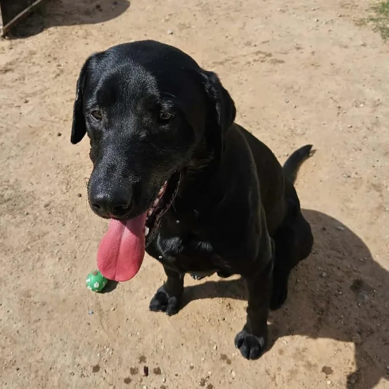 Maverick thumbnail 2