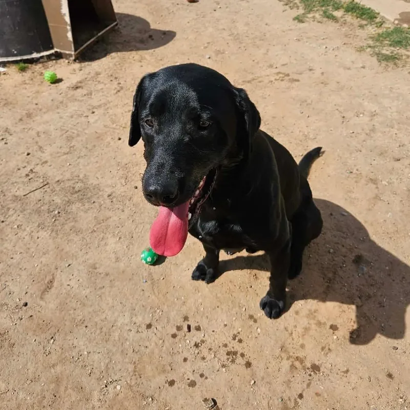 Maverick thumbnail 3